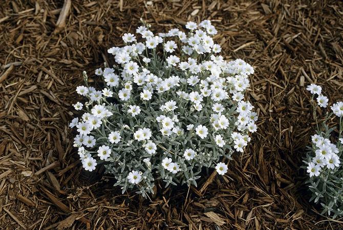 Huovanhuovan kasvattamista koskevat säännöt
