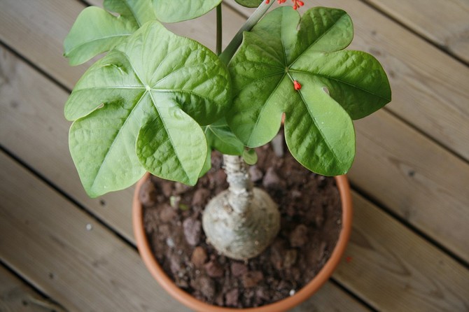 Jatropha pleje derhjemme