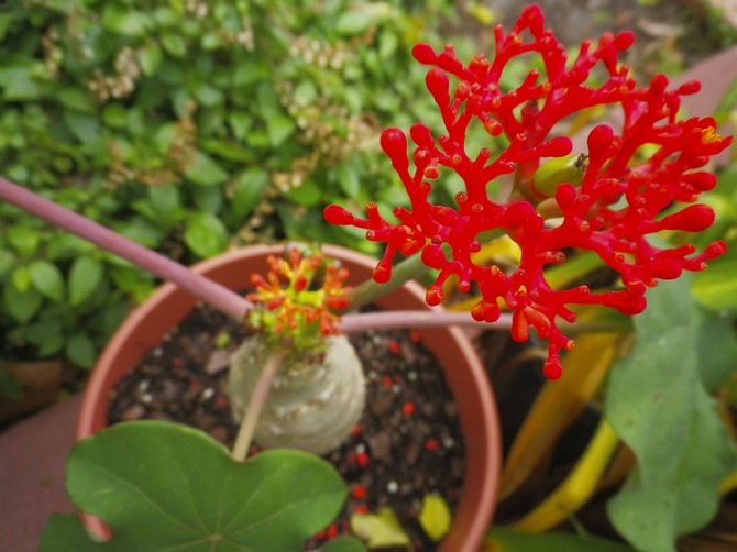 Tør luft skader slet ikke plantens tilstand