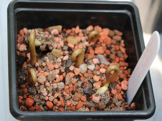 Reproduktion af jatropha