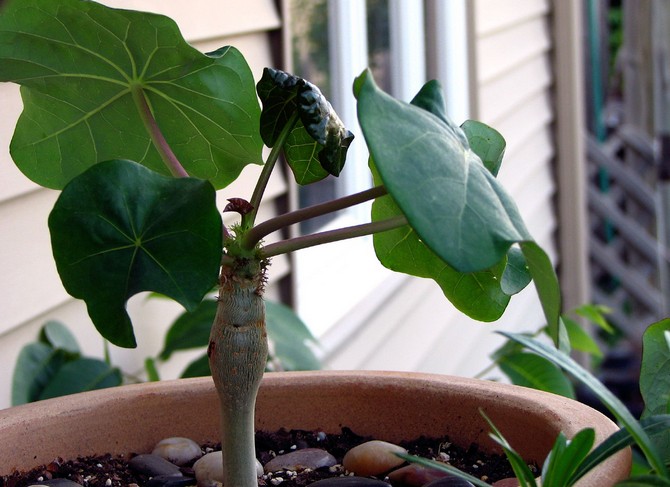 Sygdomme og skadedyr