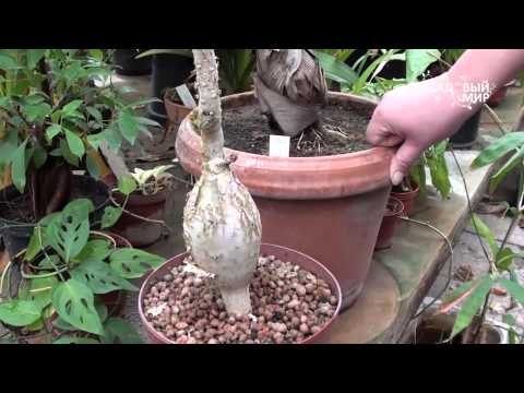 Usædvanlige indendørs blomster Jatropha eller flasketræ.