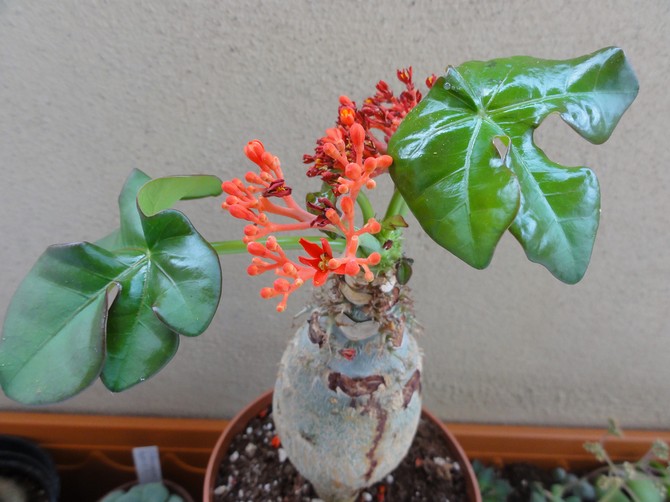 Jatropha - hjemmepleje. Dyrkning, transplantation og reproduktion af jatropha. Beskrivelse, foto