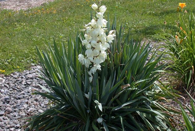 Filamenttinen Yucca