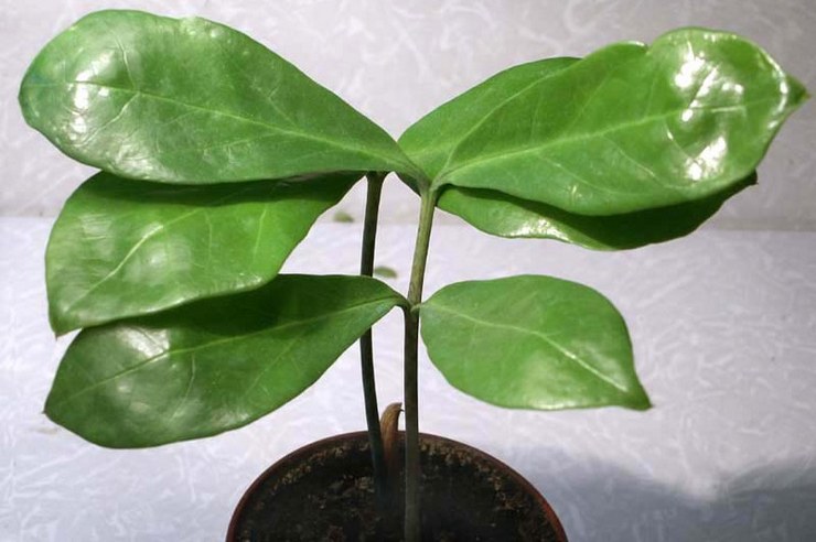 Λογχοειδές Zamioculcas