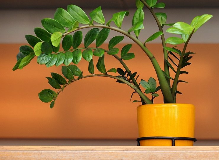 Φροντίδα για το δέντρο του δολαρίου στο σπίτι