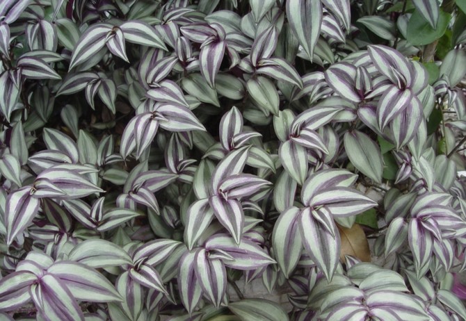 كيفية رعاية الحمار الوحشي بشكل صحيح