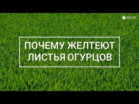 Prečo listy uhorky žltnú? | Agrolife.ua