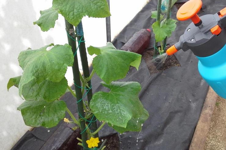 Postrek uhorkových listov