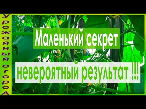 NECHTE LISTY UHORKOV ŽLUTÉ !!! JEDNODUCHÝ CEST !!!