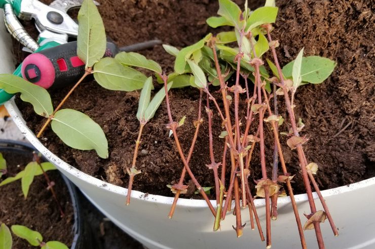 طرق تربية زهر العسل