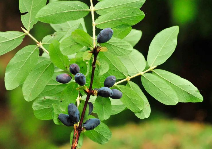 وصف زهر العسل