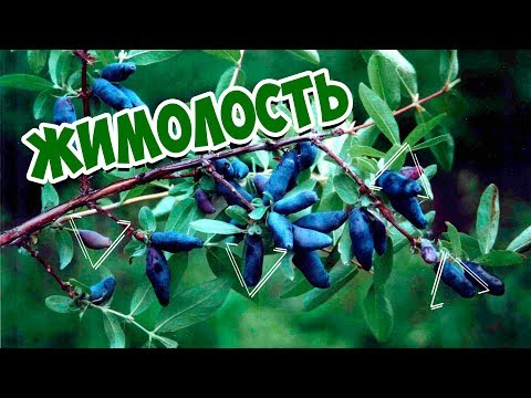 زهر العسل خصائص مفيدة �� كيف ينمو