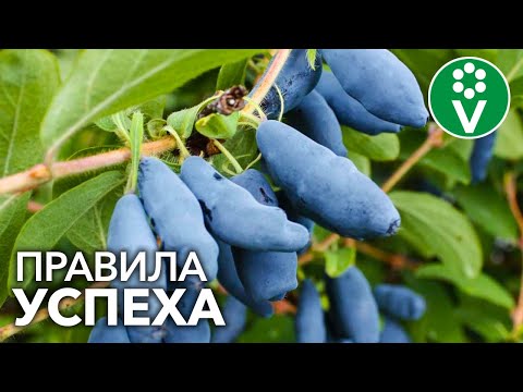 توت الشباب الأبدي - سعيد. القواعد الذهبية للنمو الناجح