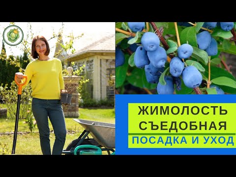 شعر قابل للأكل - كل ما تحتاج لمعرفته حول الزراعة والعناية