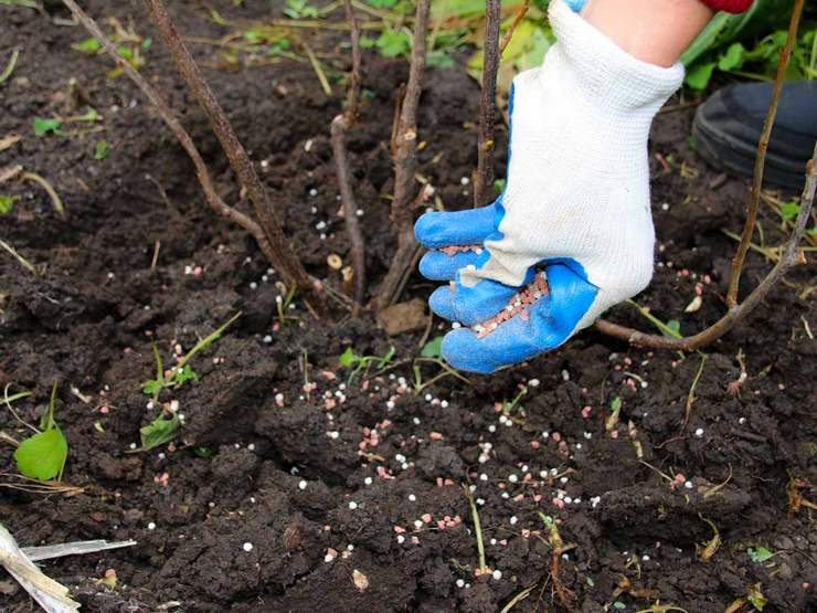 تغذية زهر العسل