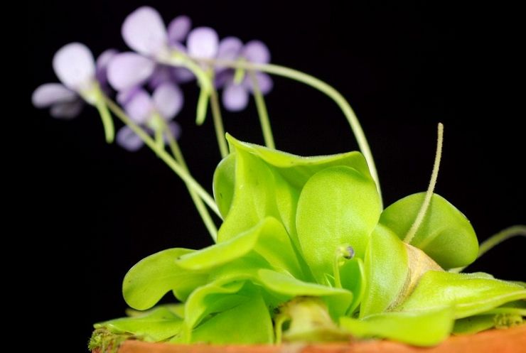 Skadedyr og sygdomme