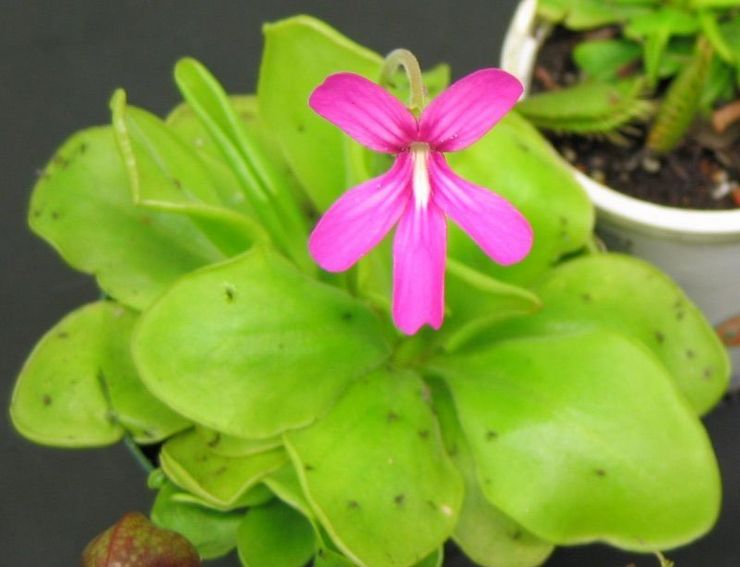 Beskrivelse af Zhiryanka