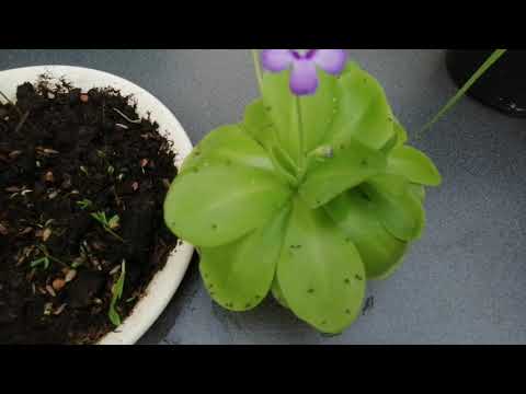 Insektiv plante. Zhiryanka. Eksotisk