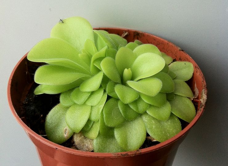 Hjemmelavet zhiryanka