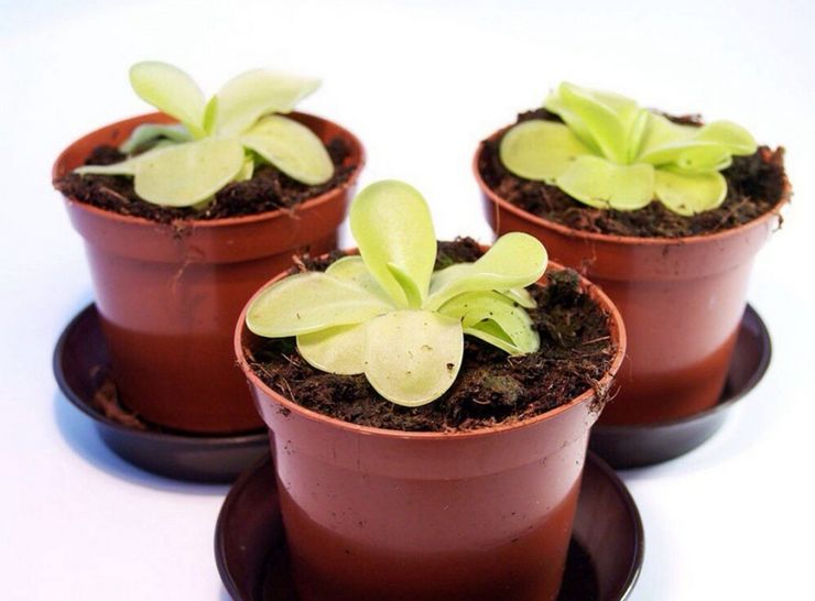 Avlsmetoder til zhiryanka