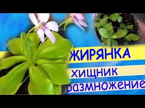 Rovdyr plante zhiryanka. Forlad, blomstring, bladformering.