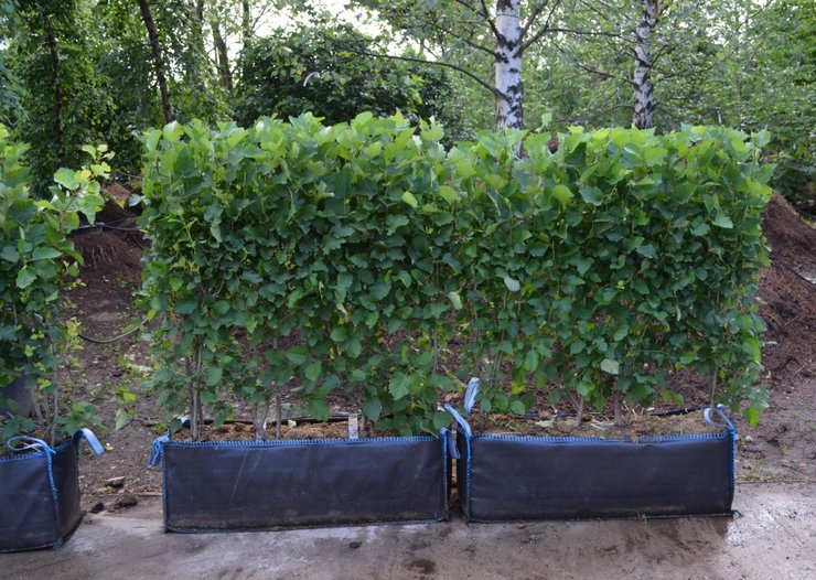 Orapihlajan taimien istuttaminen