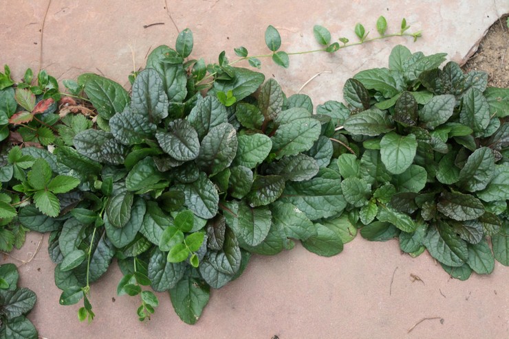 Ominaisuudet kasvaa sitkeä