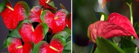 Na zavlažovanie musí byť voda buď destilovaná alebo usadená a prevarená. Miluje postrek. Je potrebné zalievať a postriekať teplou vodou. Antúrie sa presádzajú do mierne kyslej pôdy.