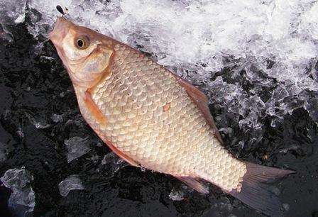 Πώς να πιάσετε σταυροειδή κυπρίνο με μια ζιγκ;